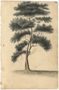 Landscape painting, two-trunked tree