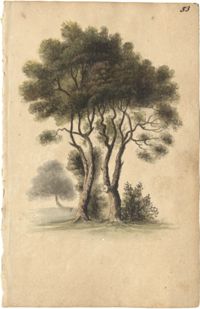 Two trees with foliage