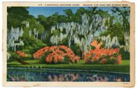 A Beautiful Southern Scene, Azaleas, Live Oaks, and Spanish Moss
