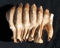 Fossilized elephant tooth