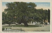 Old Oak Tree, Magnolia Cemetery, Charleston, S.C.