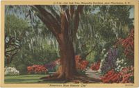 Old Oak Tree, Magnolia Gardens, near Charleston, S.C. 