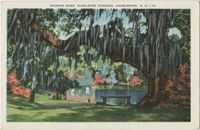 Spanish Moss, Middleton Gardens, Charleston, S.C.