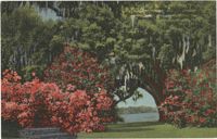 Famous Middleton Oak, Middleton Gardens, near Charleston, S.C. 