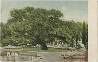 Oak Tree, Magnolia Cemetery, Charleston, S.C.
