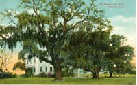 Live Oaks at the Point, Beaufort S.C.