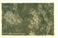 Yellow Jasmine - Beaufort, S.C.