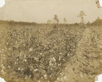 Short Cotton Field