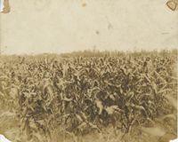 Young Corn Field