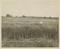 J.F. Maybank in a Rice Field