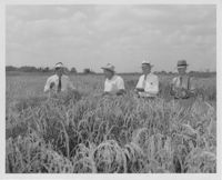 Men in Grain Field