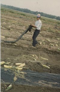 Fotografía de un trabajador agrícola  /  Photograph of Agricultural Worker