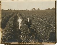 Two Men in Cotton Field