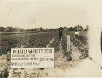 Potato Inspection in Field