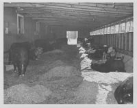 Cattle in a Barn