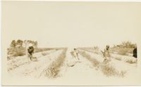 Laborers in Asparagus Field