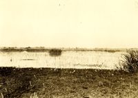 Plantations, Nieuport Plantation