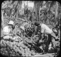 Husking Cocoanuts-Pagsanjan-Island of Luzon, P.I.