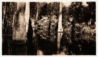 Photograph, Bald cypress