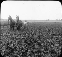 Cultivating a Field of Beets, Near Greeley, Colo.