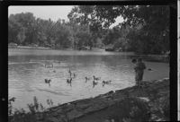 Boys feeding geese at City Park lake