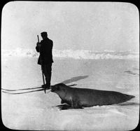 Commander Gerlache, Belgica Expedition (1897-99) Hunting Seals.