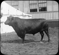 Aberdeen Angus, Noted Beef Breed, Scotland.