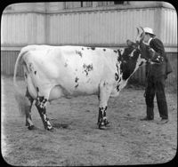 Ayrshire Type Dairy Cattle, Scotland