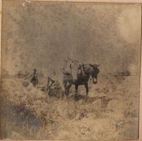 Man plowing with mules