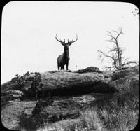 Snapshot of Wild Elk, Montana.