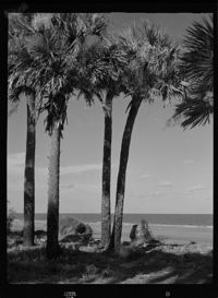 Four palmetto trees at Hunting Island