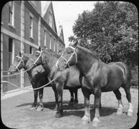 Belgian Draft Horses.