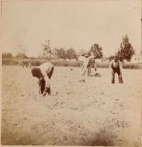 Men planting field