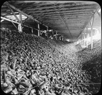 Beets Stored in Sheds at Beet Sugar Factory-Ontario, Can.