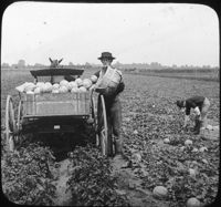 Picking and Loading Cantaloupe Near Buffalo, N.Y.