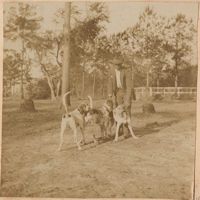 Man with three hunting dogs