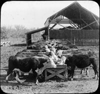 Hereford Cattle, Feeding Pens, Manhattan, Kansas.