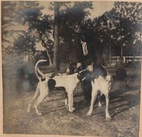 Three hunting dogs and handler
