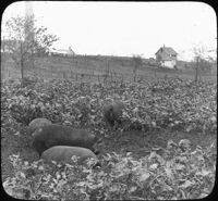 Hogs in Rape Pasture, Ames, Iowa.