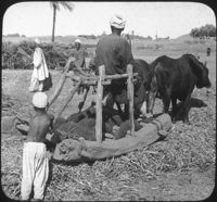Threshing Beans in the Field, Egypt.