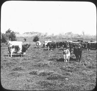 Cattle in Argentina.